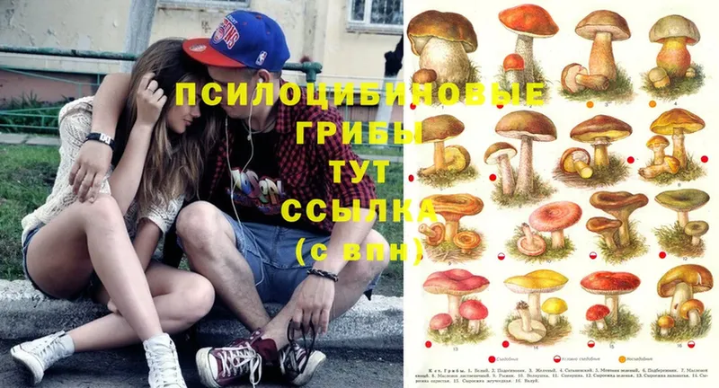 Галлюциногенные грибы Psilocybe  как найти наркотики  Выкса 